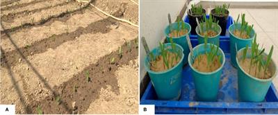 Tackling banded leaf and sheath blight disease of maize through activation of host defense